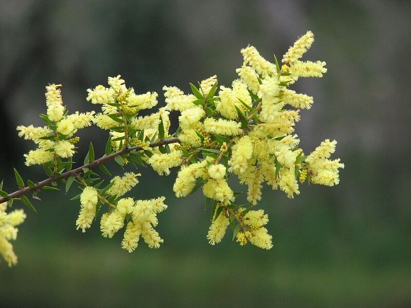 File:1024px-Acacia oxycedrus.jpg