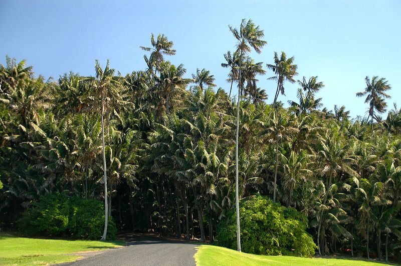 File:1024px-Endemic Howea forsteriana Palms- Neds Beach,Lord Howe Island.jpg