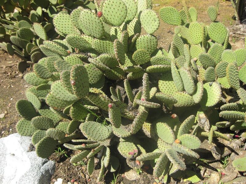 File:1024px-IMG 2279 hunt0903.jpg