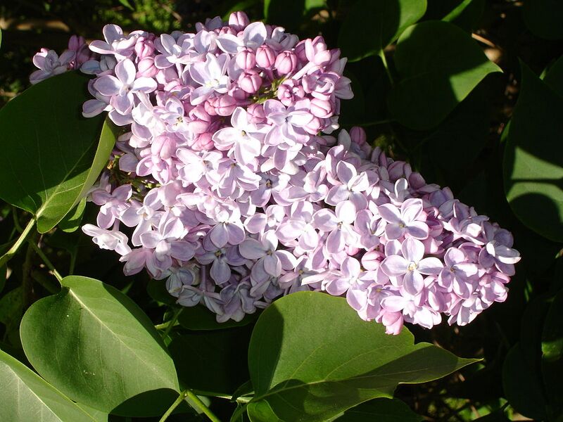 File:1024px-SyringaVulgarisCorondel1a.UME.jpg