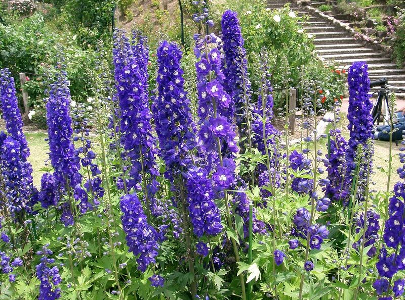 File:1280px-Delphinium cv3.jpg