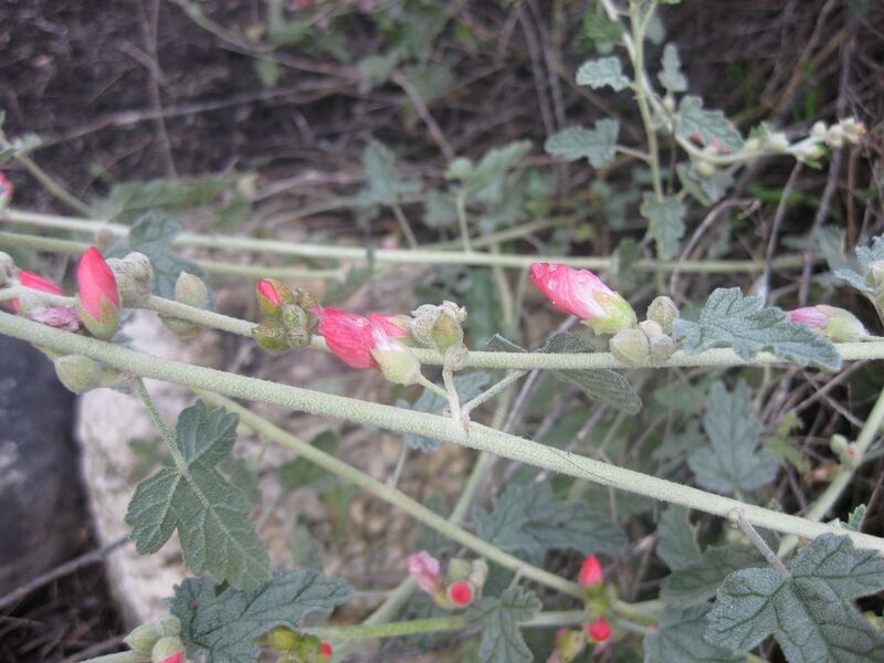 File:1280px-IMG 2265 hunt0903.jpg