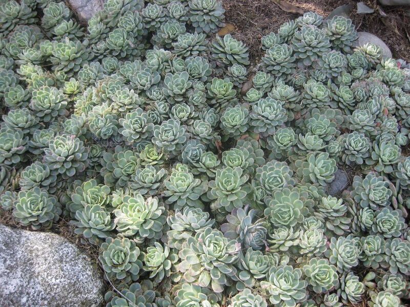 File:1280px-IMG 2343 hunt0903.jpg