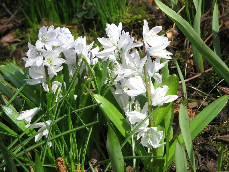 File:1280px-Scilla mischtschenkoana004.jpg