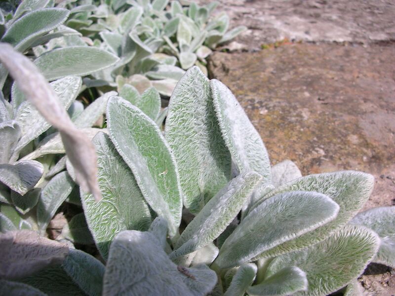 File:1280px-Stachys lanata 01.jpg