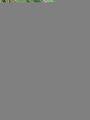 Thumbnail for version as of 10:34, 29 April 2025