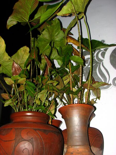 File:20100414171823!C johnstonii's new shoots.jpg
