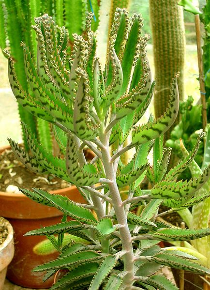 File:556px-Kalanchoe daigremontiana.jpg