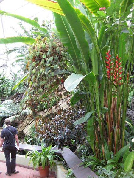 File:576px-IMG 0941 bbg09.jpg