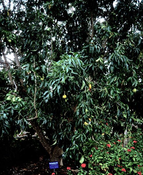 File:629px-Casimiroa edulis.jpg