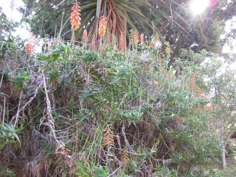 File:6hdfugr24vbl0v00ybdkizfibazwjn4.jpg