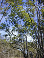 Thumbnail for version as of 10:07, 29 April 2025