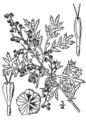 Thumbnail for version as of 10:58, 24 September 2007