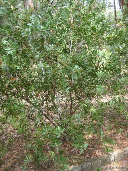 File:Callistemon pallidus-IMG 3155 lokrun.jpg