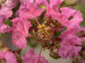 Close-up of flowers