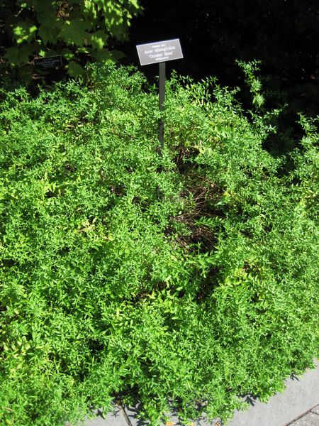File:IMG 0019 nybg09.jpg