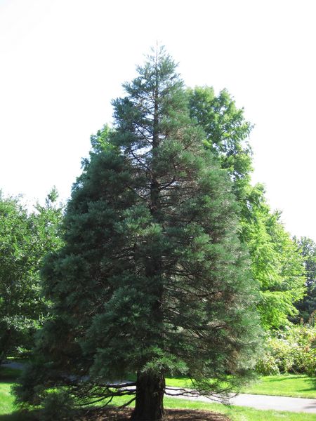 File:IMG 0344 nybg09.jpg