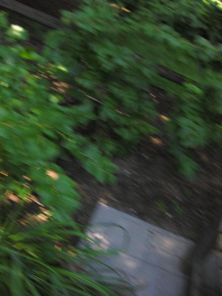 File:IMG 0379 nybg09.jpg