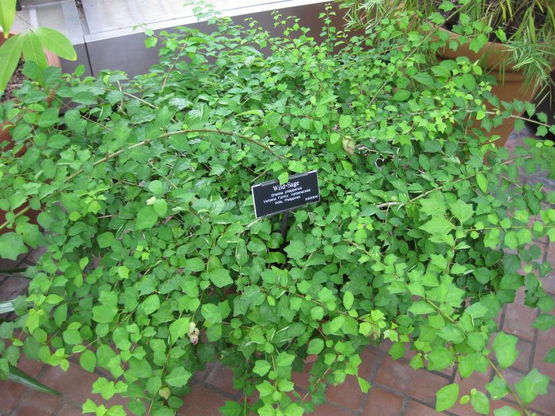 File:IMG 0888 bbg09.jpg