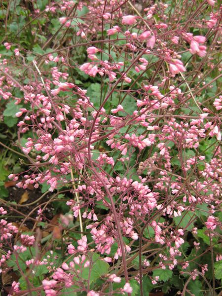 File:IMG 5208 hunt0904.jpg