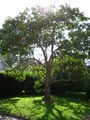 Paulownia tomentosa Sieb. & Zucc.