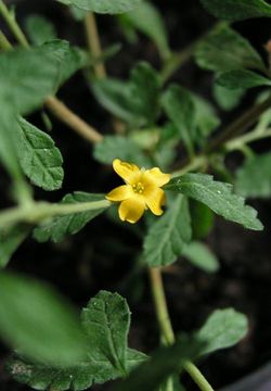 Tunera diffusa