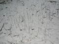 Thumbnail for version as of 09:55, 29 April 2025