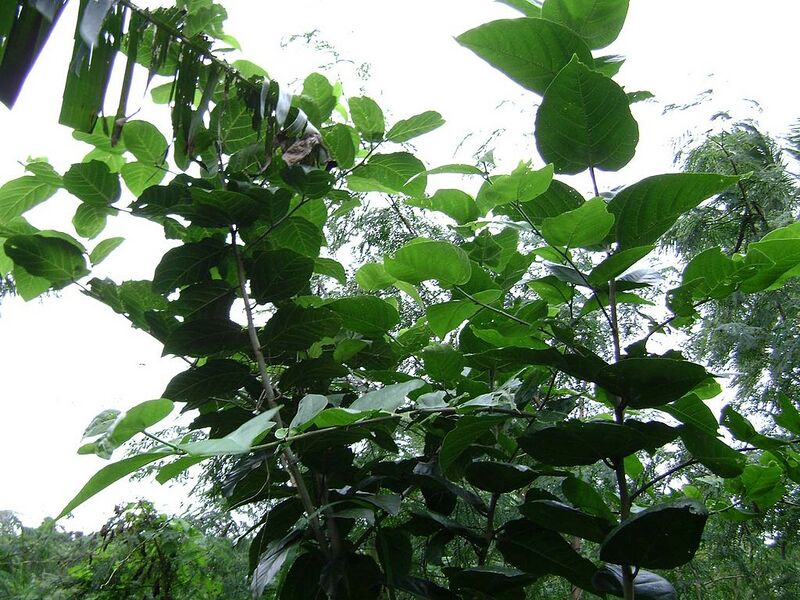 File:1024px-Grewia crenata.jpg