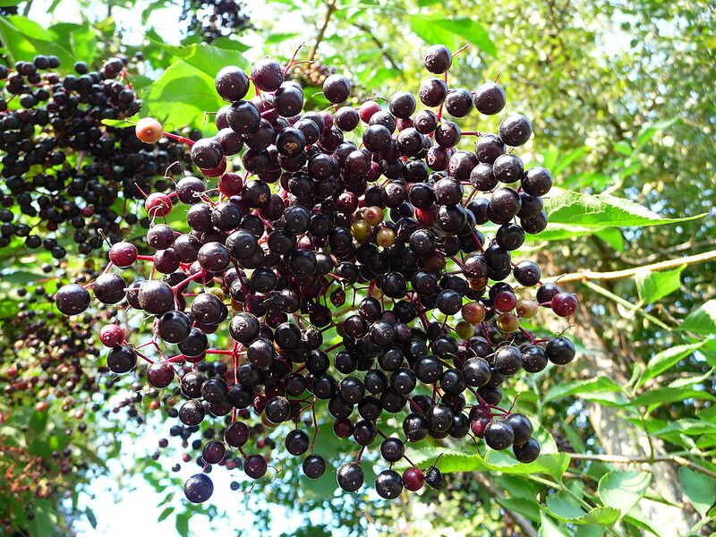 File:1024px-Reife Früchte des Schwarzen Holunder.JPG