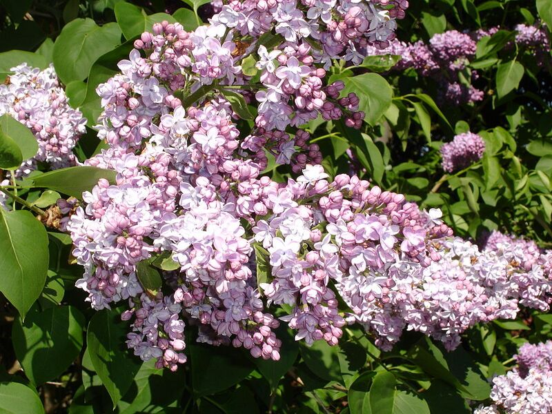 File:1024px-SyringaVulgarisEtna2b.UME.jpg