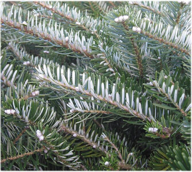 File:1144px-Abies koreana naalden.jpg