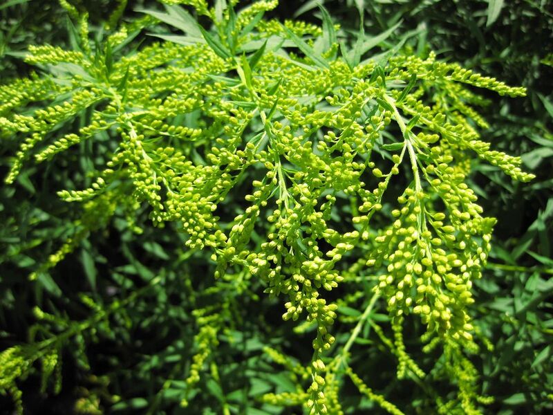 File:1280px-IMG 0011 nybg09.jpg