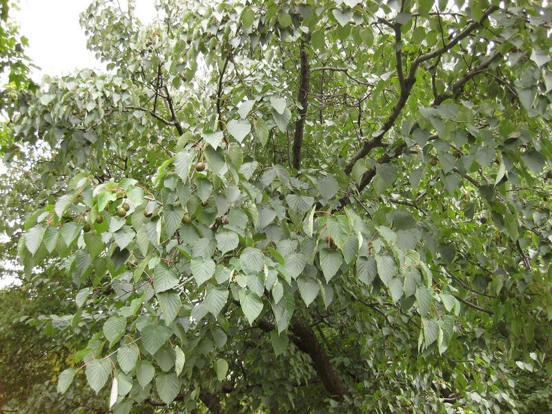 File:1280px-IMG 1352 bbg09.jpg