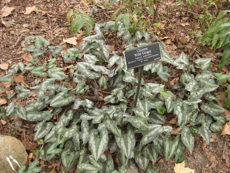 File:1280px-IMG 1447 bbg09.jpg