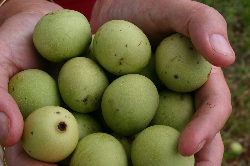 File:1280px-Marula01.jpg