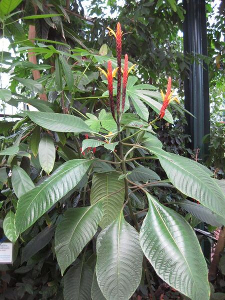 File:576px-IMG 1698 hunt09oct.jpg