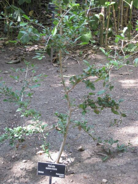 File:576px-IMG 1951 hunt09oct.jpg