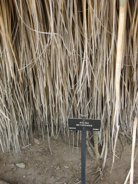 File:576px-IMG 7457 hunt09jun.jpg