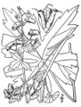 Trailing White Monkshood (Aconitum reclinatum)