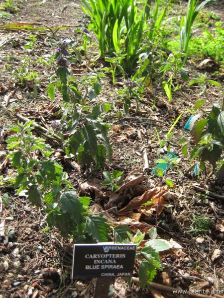 File:Caryopteris incana-blue spiraea-IMG 7188 sfbg0308.jpg
