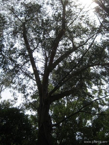 File:Eucalyptus gigantea-IMG 3136 lokrun.jpg