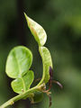 Thumbnail for version as of 07:35, 16 October 2007