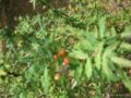 mahonia nerinii