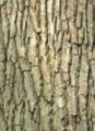 Bark of Quercus robur