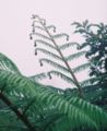 Unidentified tree fern in Oaxaca