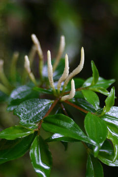 Peperomia with flower spikes in Costa Rica