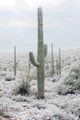 Snow covered saguaro in Tucson