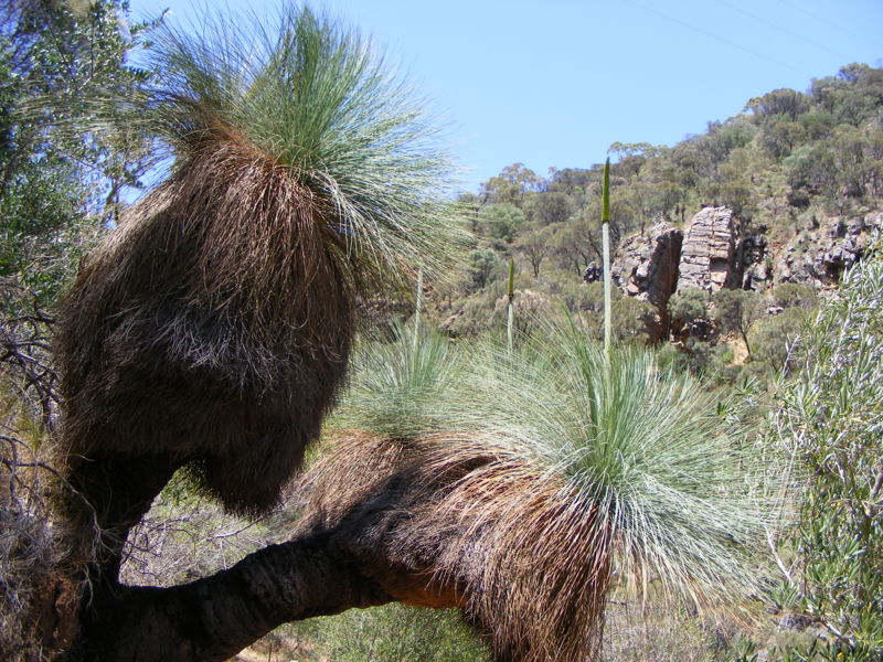 File:Xanthorrhoea quadrangulata with flower spike.jpg
