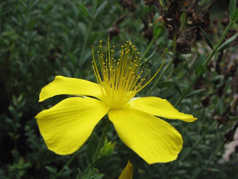 File:1024px-Dziurawiec olimpijski Hypericum olympicum 02.jpg