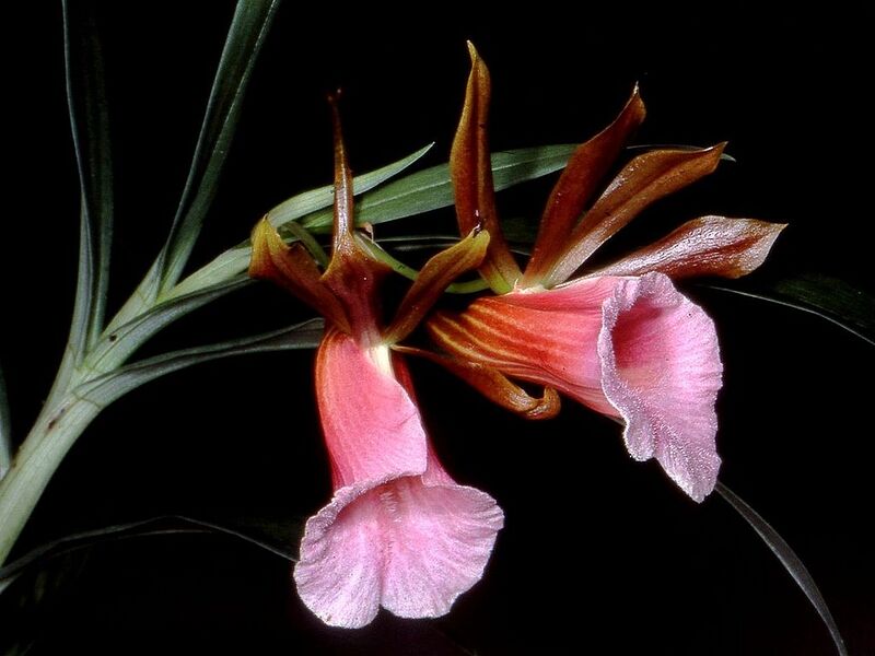 File:1024px-Galeandra stangeana Orchi 22.jpg